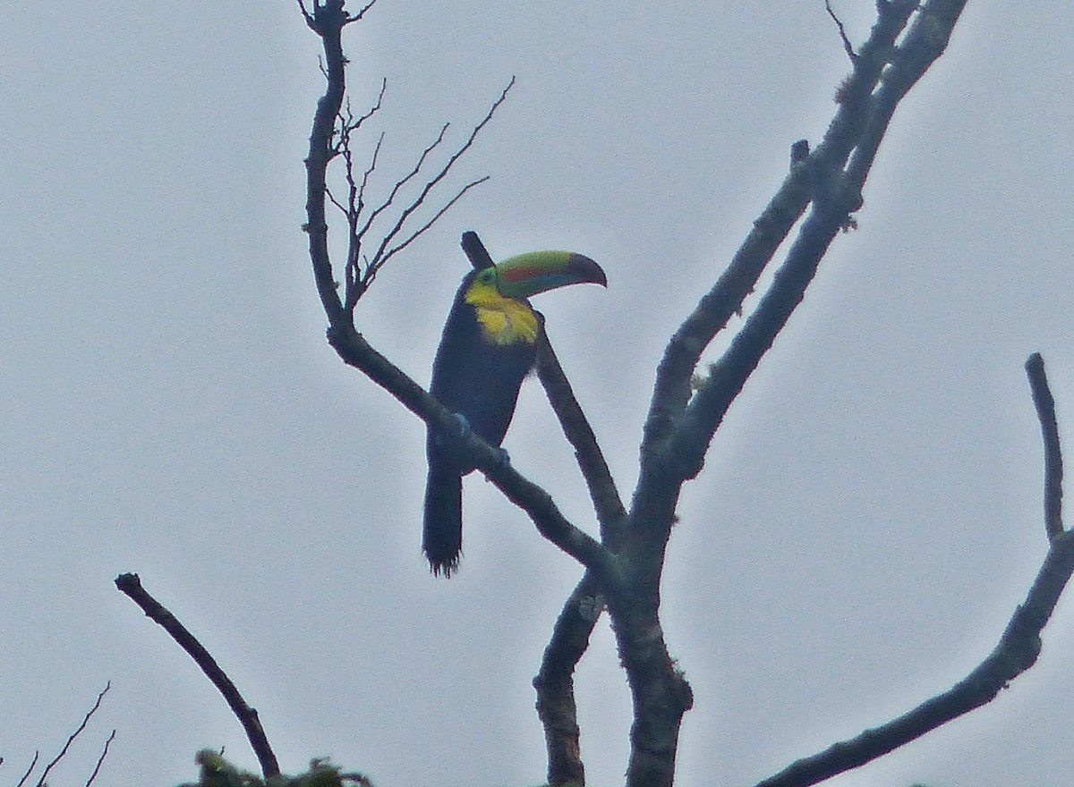 Tucán Piquiverde - ML637589561