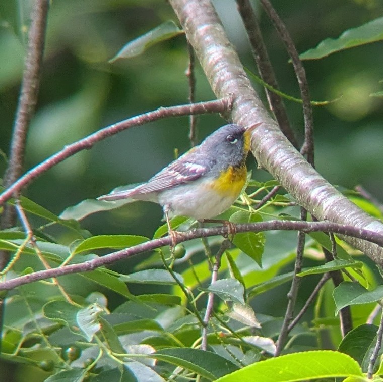 Parula Norteña - ML637589570