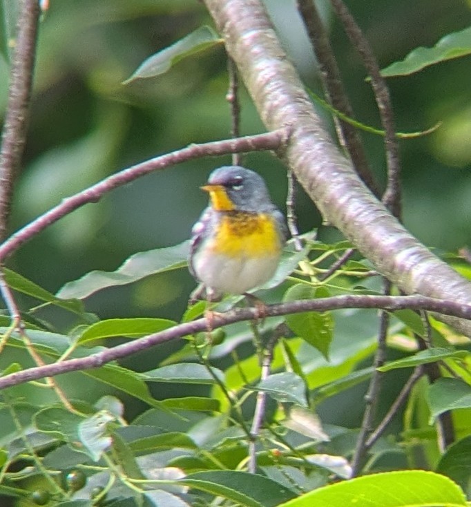 Parula Norteña - ML637589572
