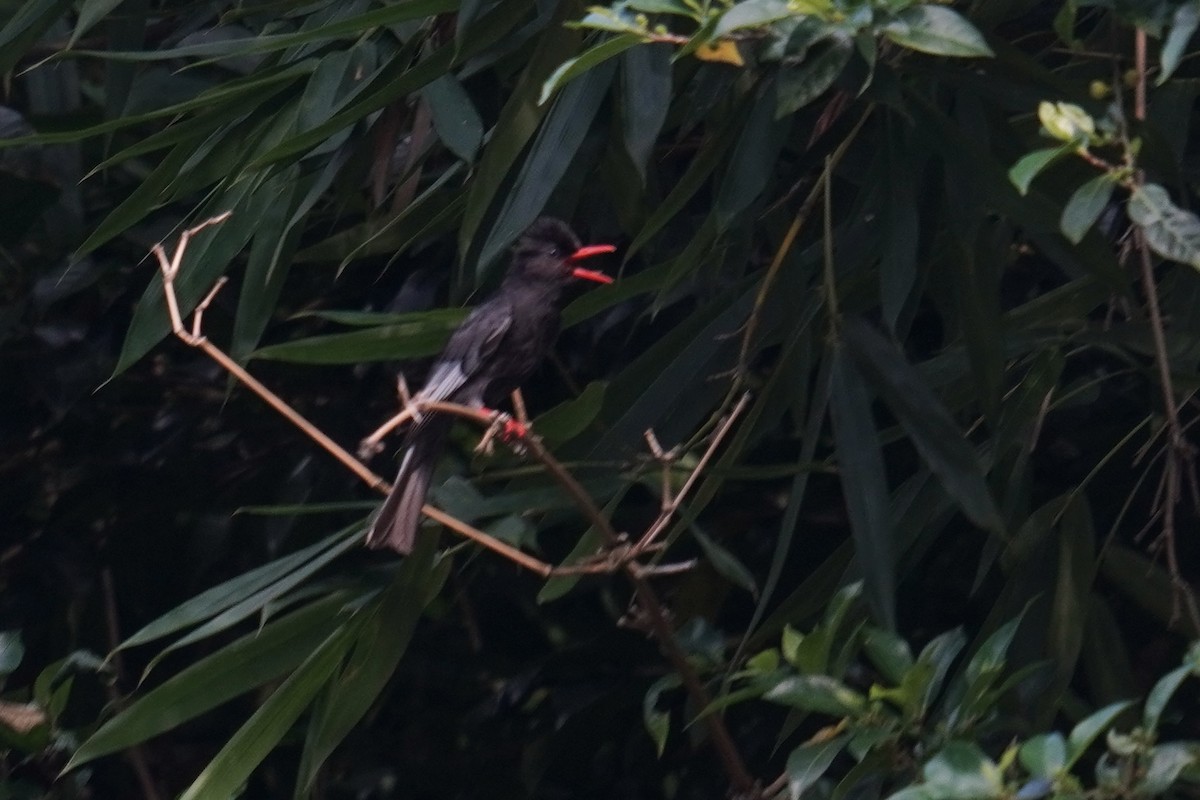 Bulbul Negro (nigerrimus) - ML637589574