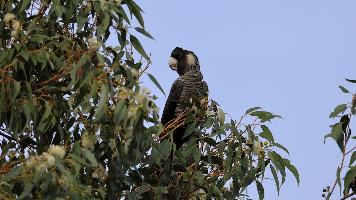 Cacatúa Fúnebre Piquilarga - ML637589575