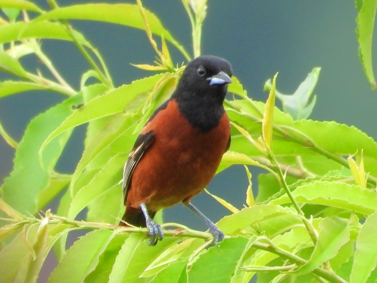 Turpial Castaño - ML637589576