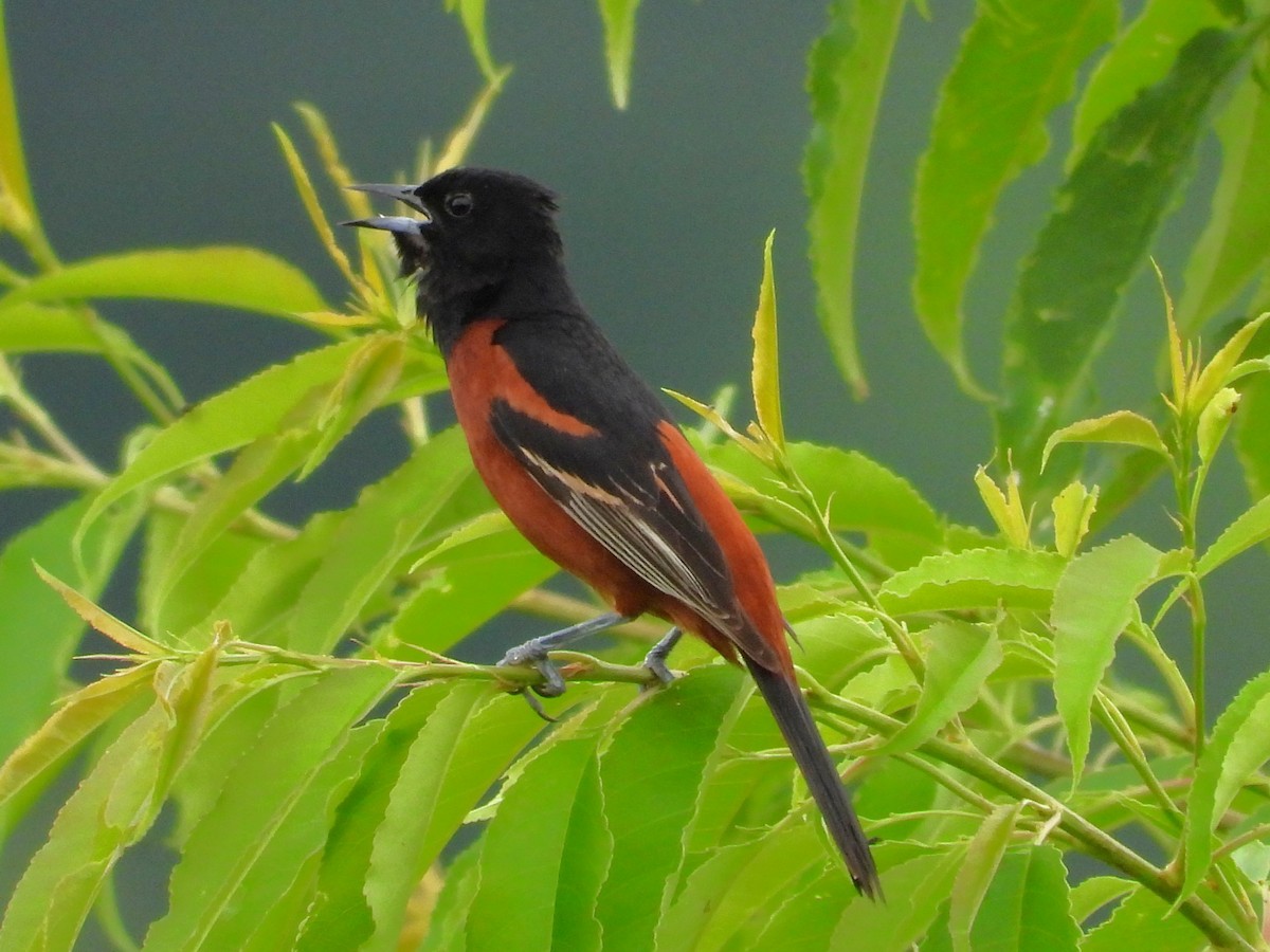 Turpial Castaño - ML637589578