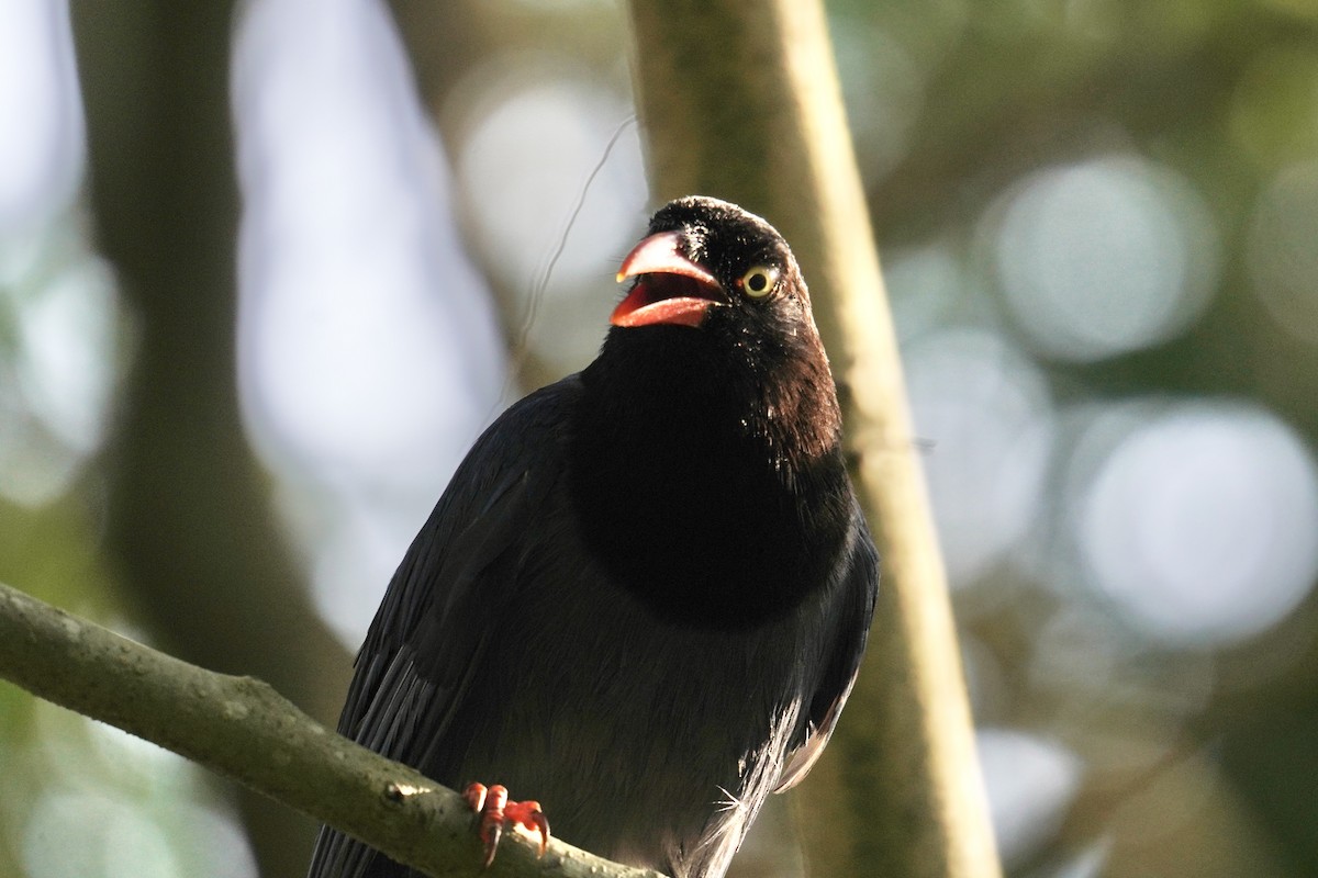 Taiwan Blue-Magpie - ML637589593
