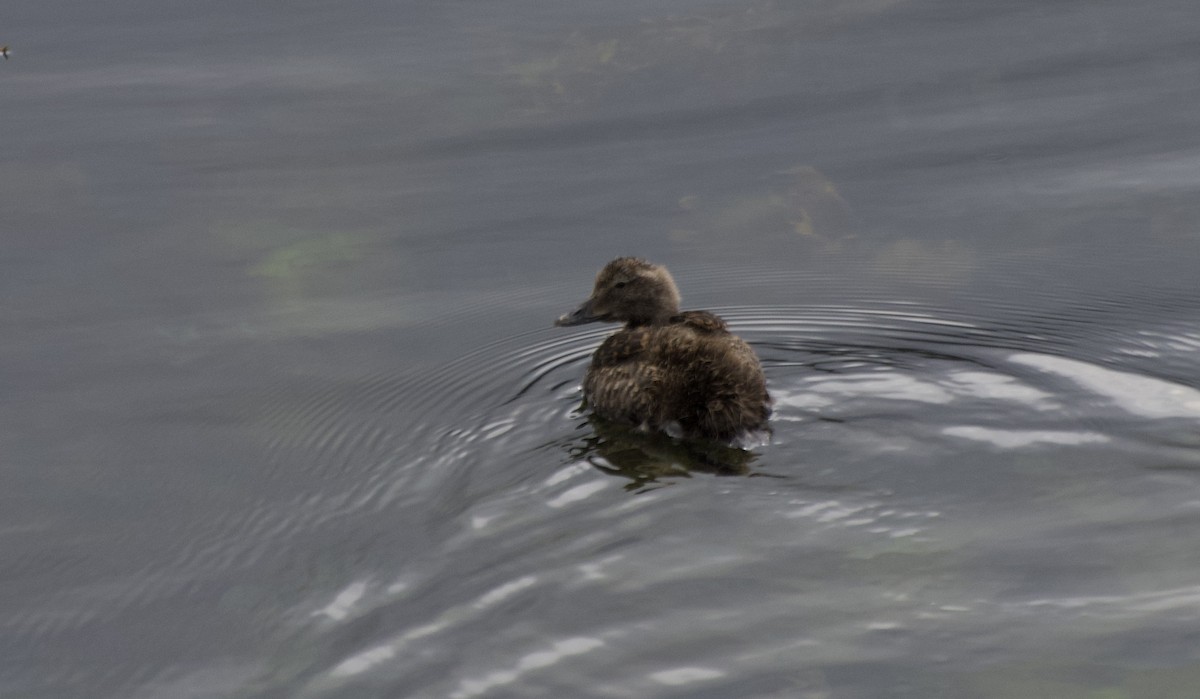 Common Eider - ML637589605