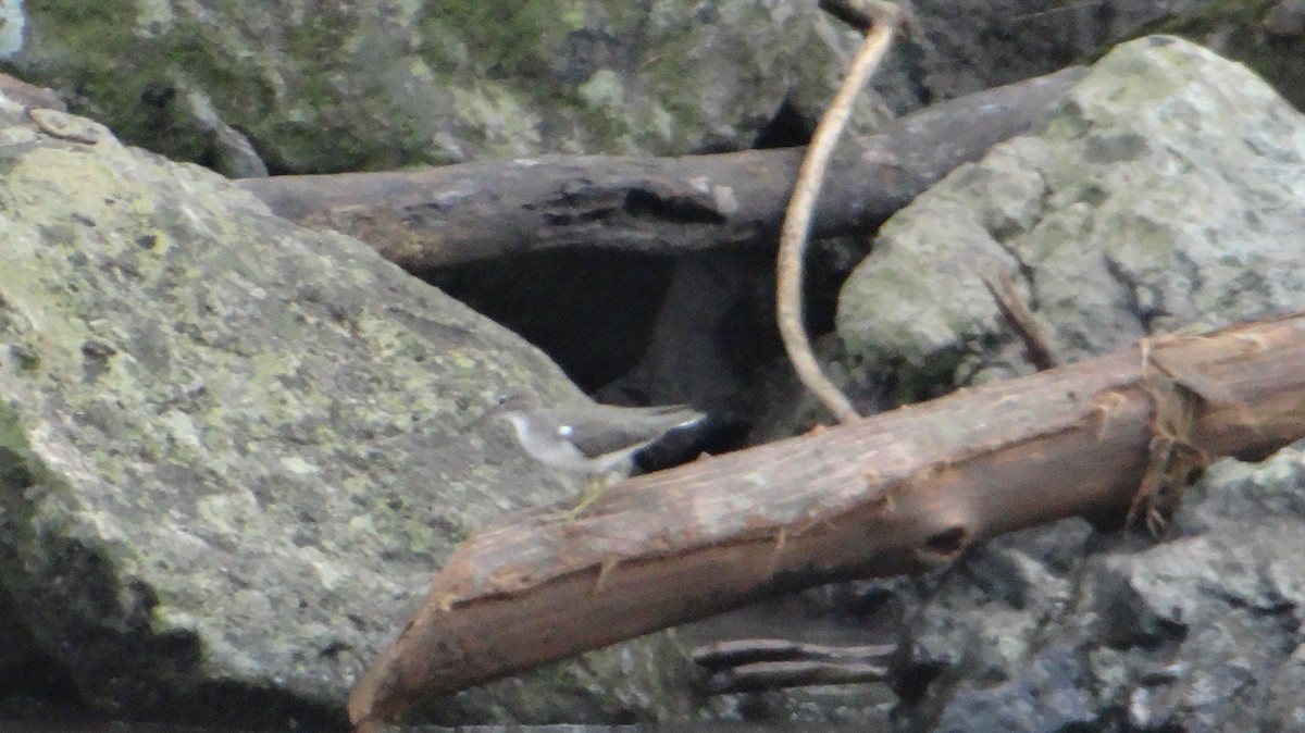 Spotted Sandpiper - ML63758961