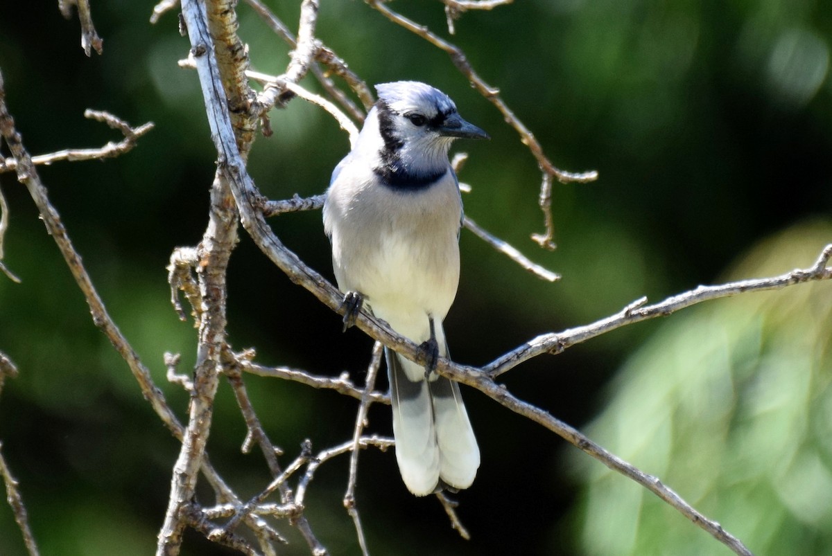 Blue Jay - ML637589660