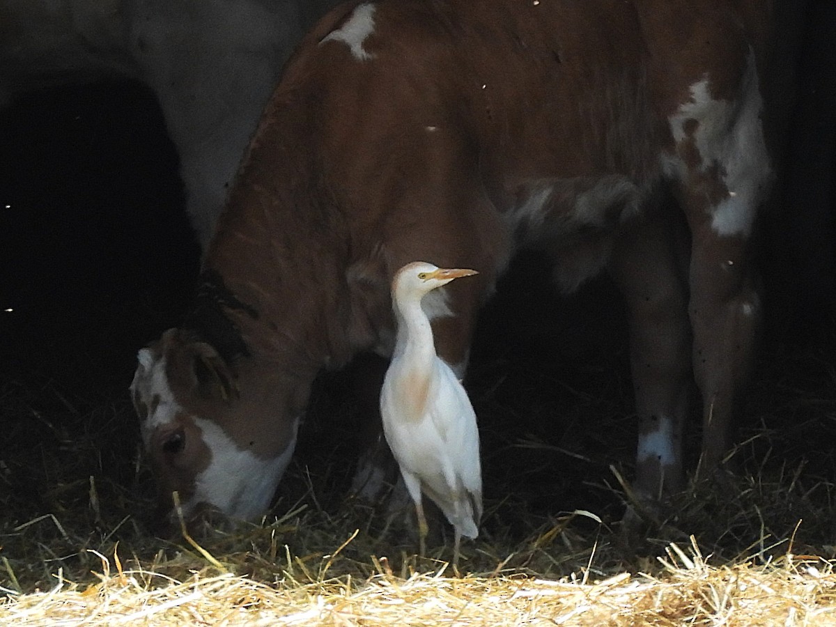 Western Cattle-Egret - ML637589671