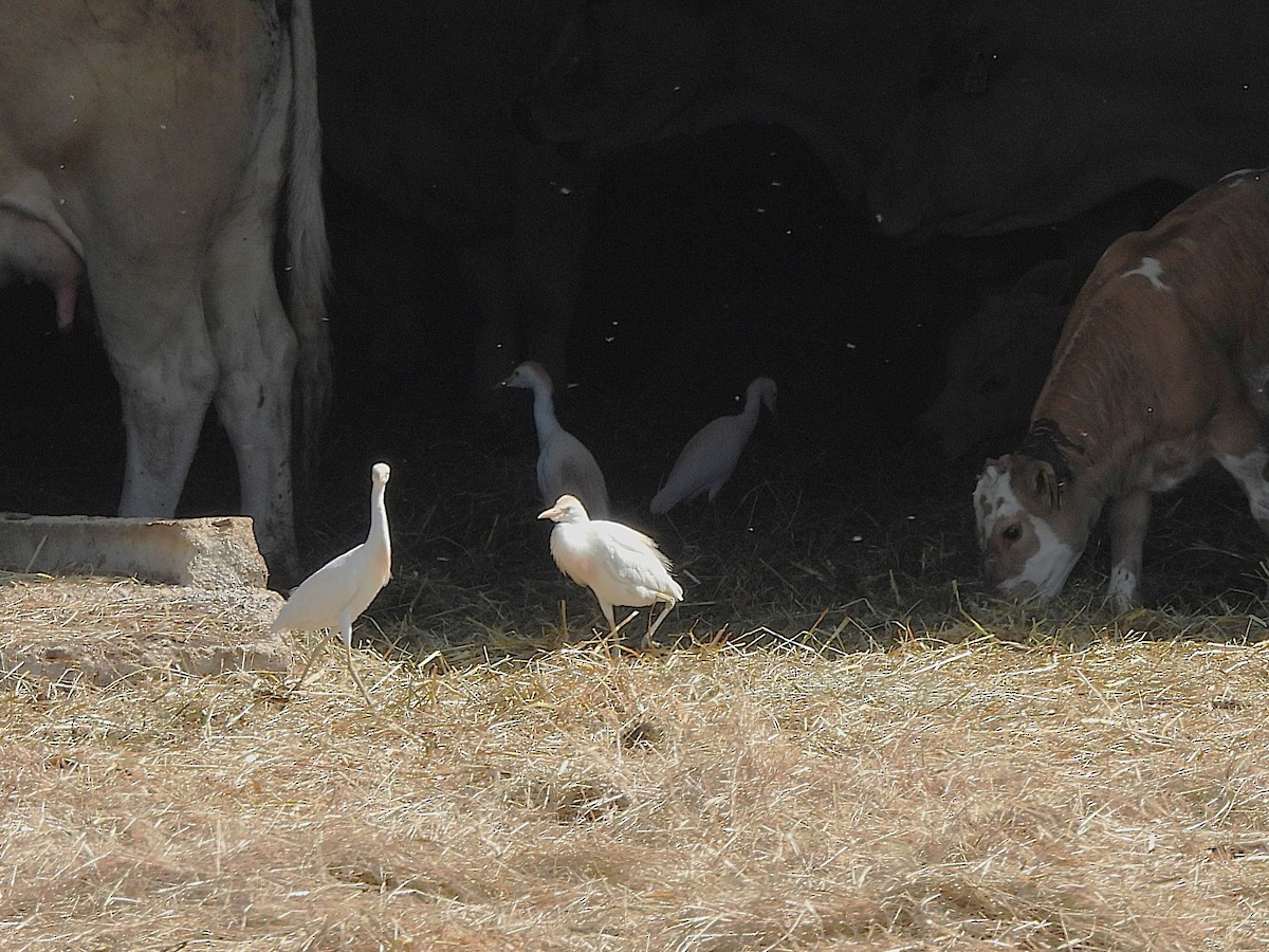 Western Cattle-Egret - ML637589672
