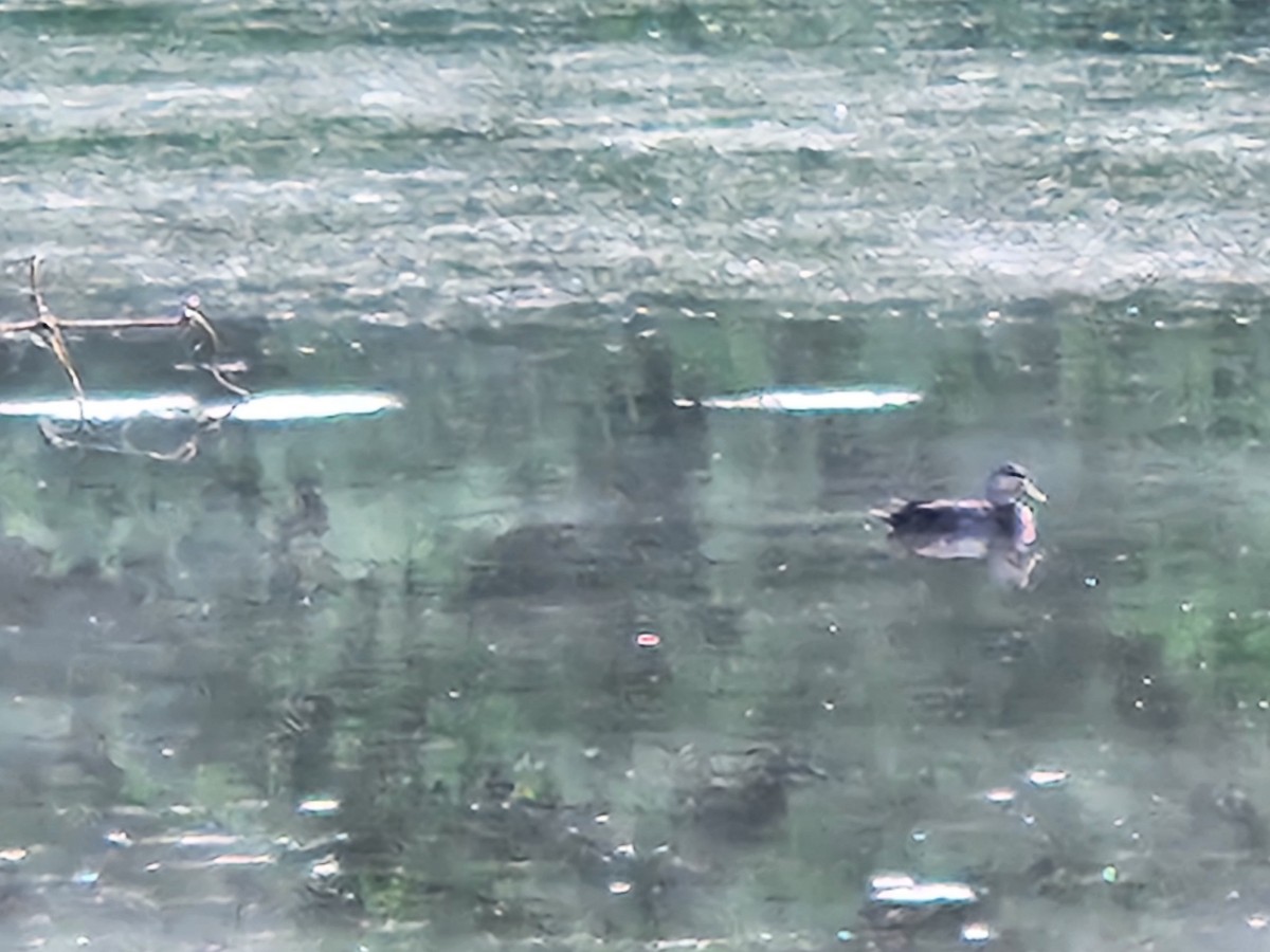 American Black Duck - ML637589677