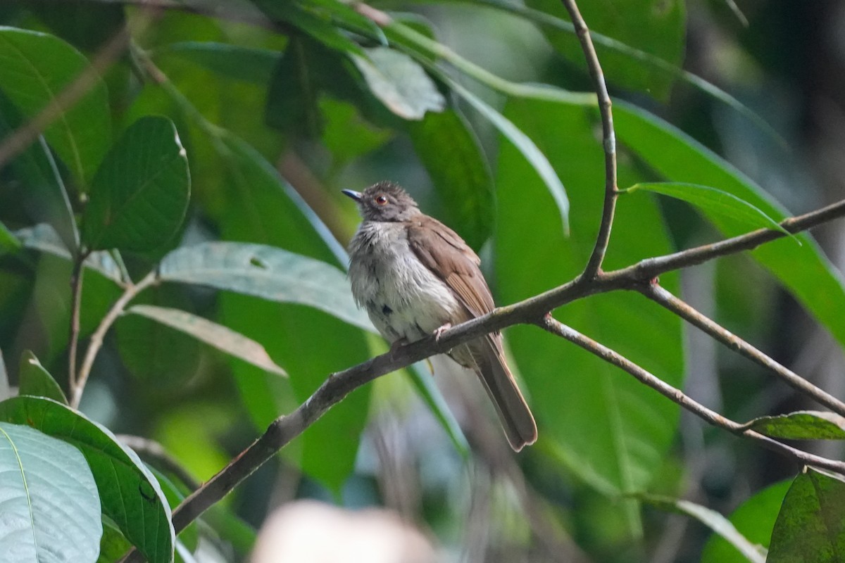 bulbul brýlatý - ML637589683