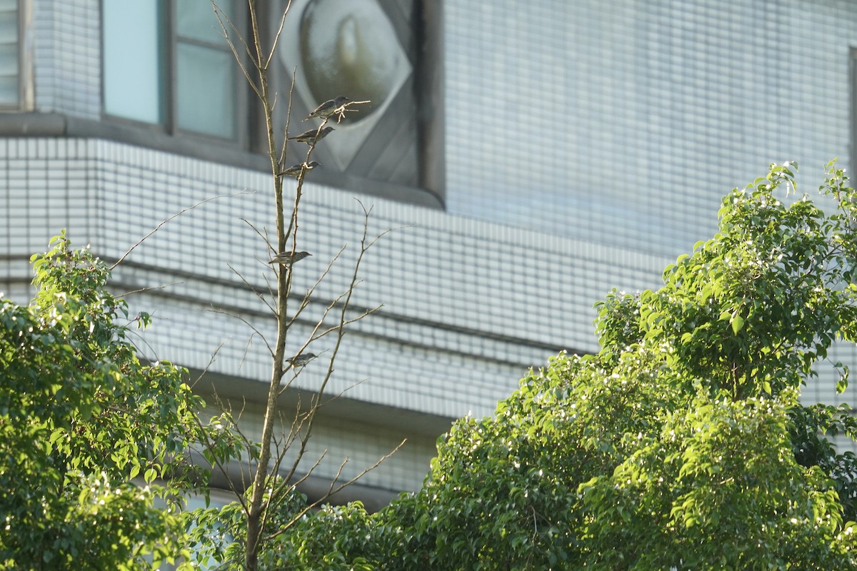 Asian Glossy Starling - ML637589691