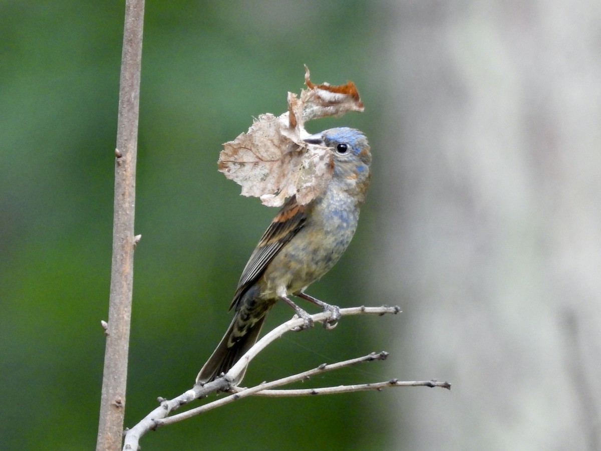 Blue Grosbeak - ML637589693