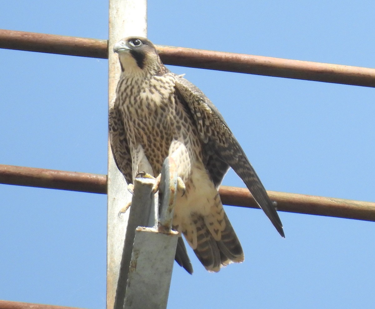ハヤブサ - ML637589711
