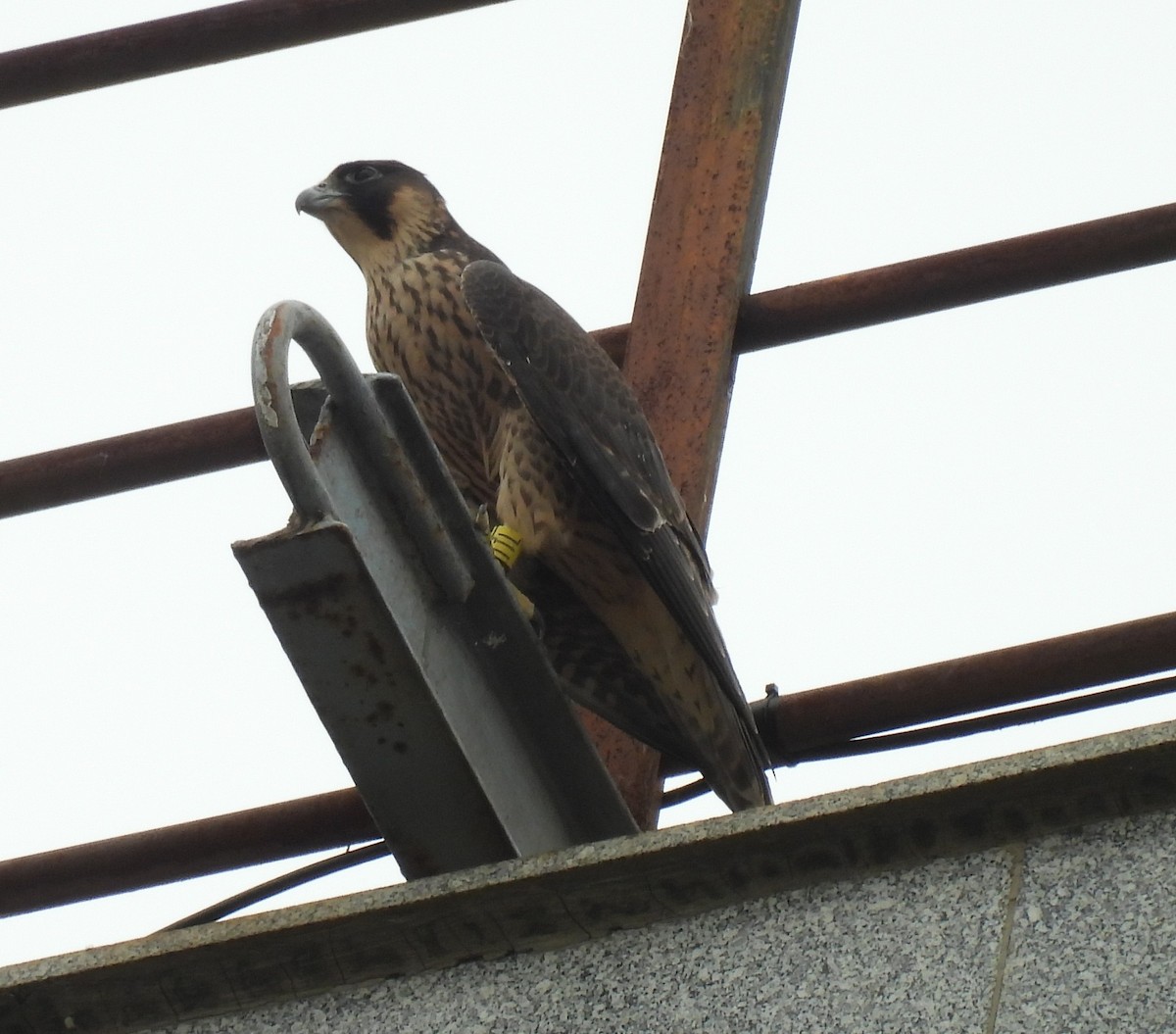 ハヤブサ - ML637589713