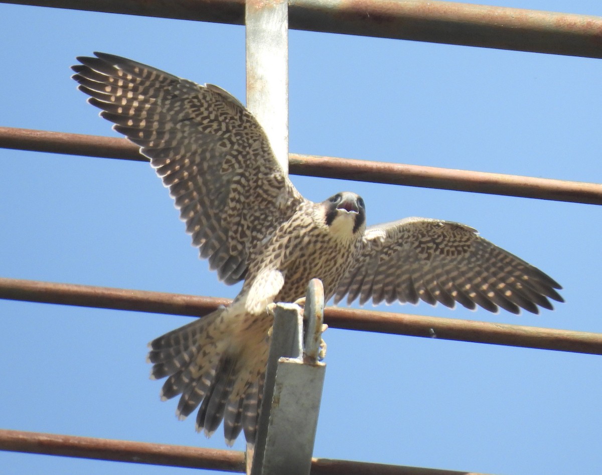 ハヤブサ - ML637589716