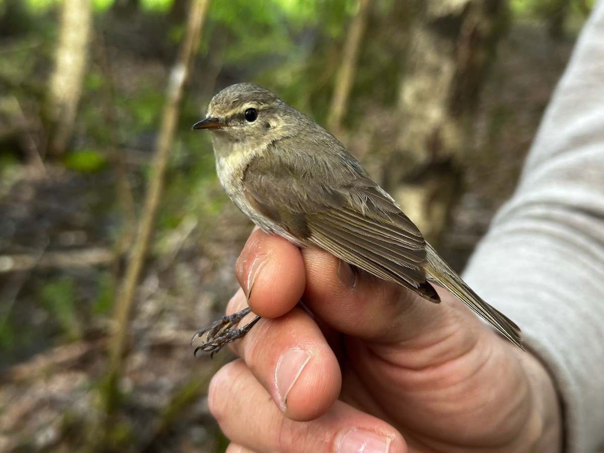 Common Chiffchaff - ML637589757