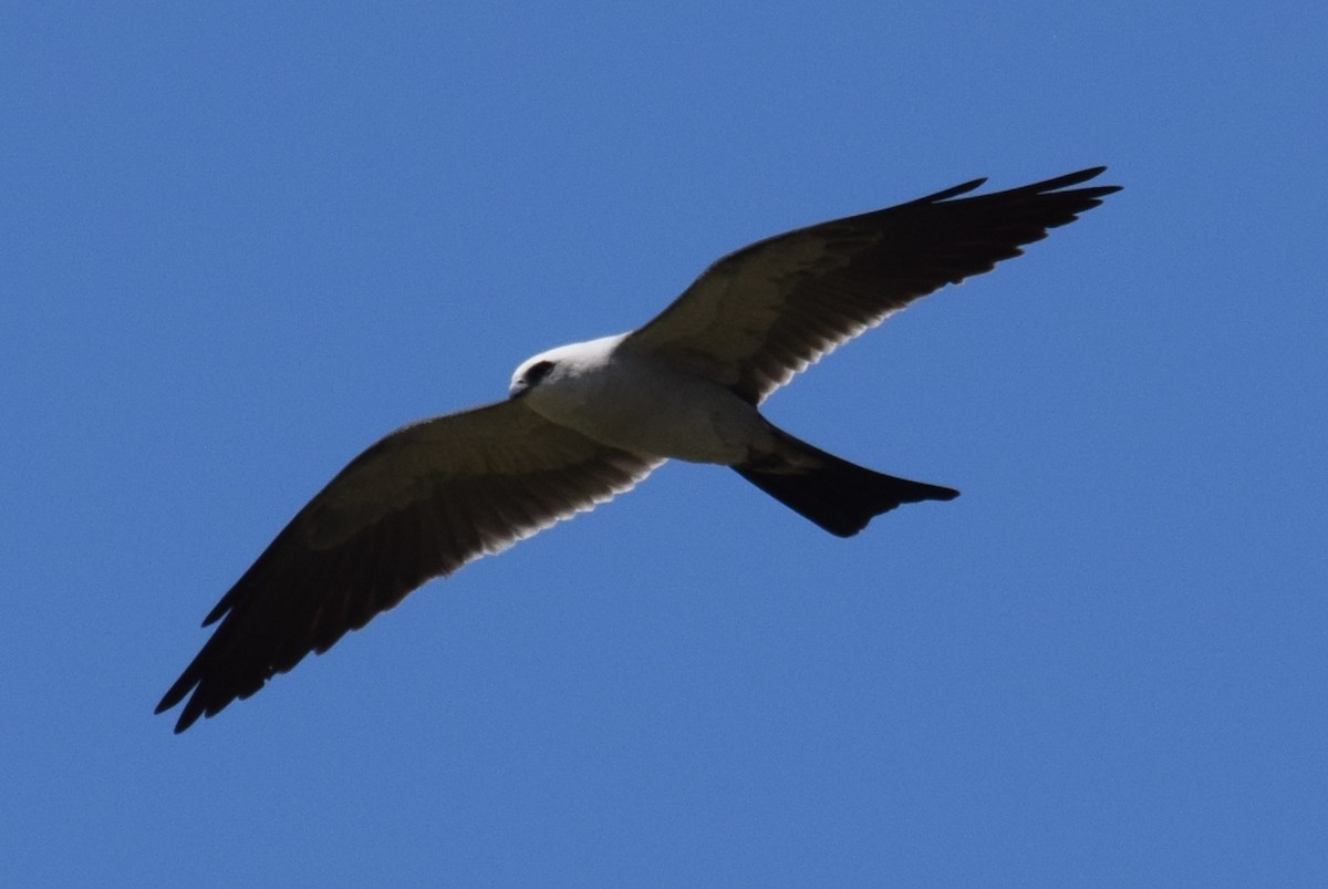 Mississippi Kite - ML637589764