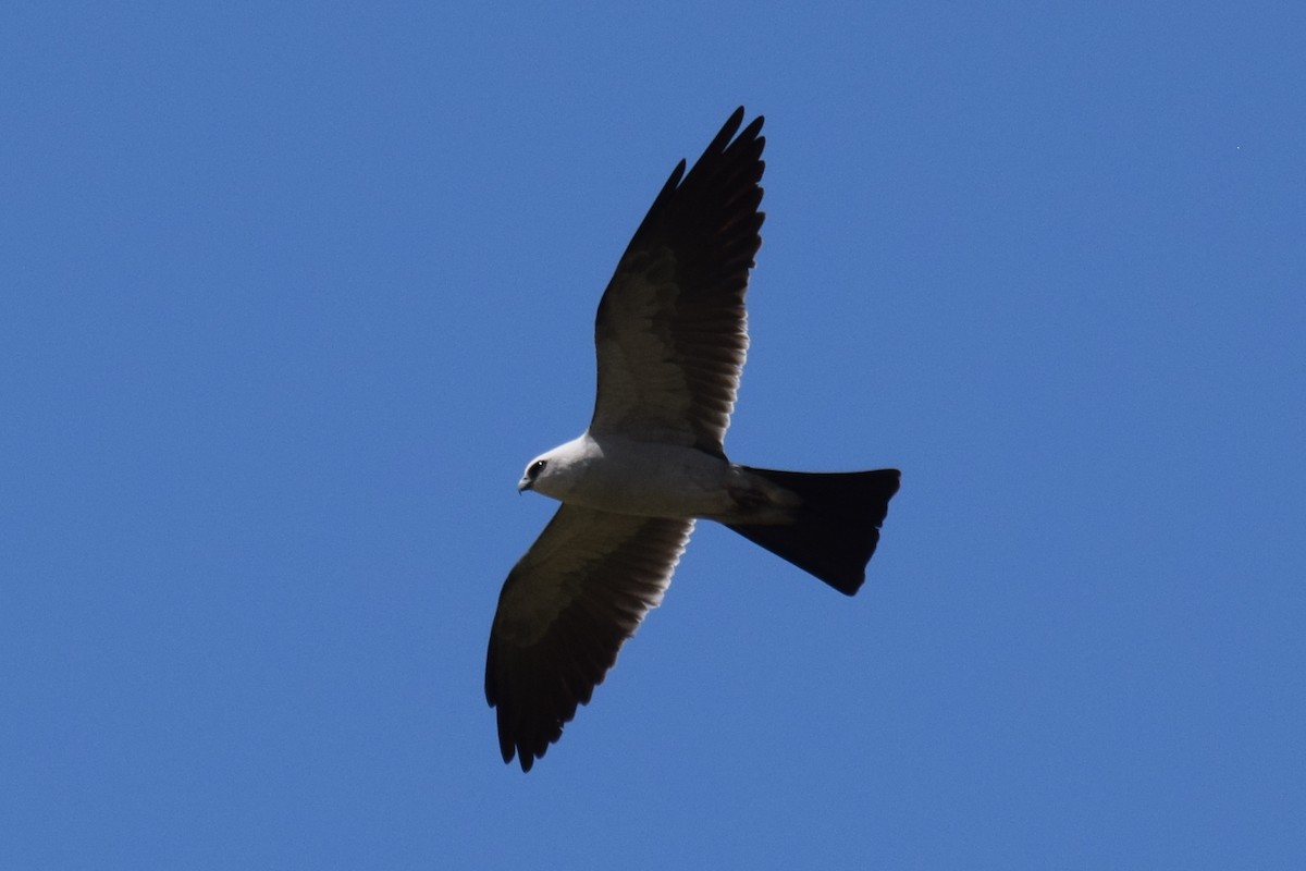 Mississippi Kite - ML637589765