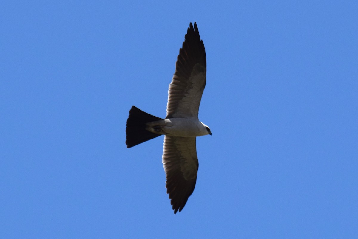 Mississippi Kite - ML637589766