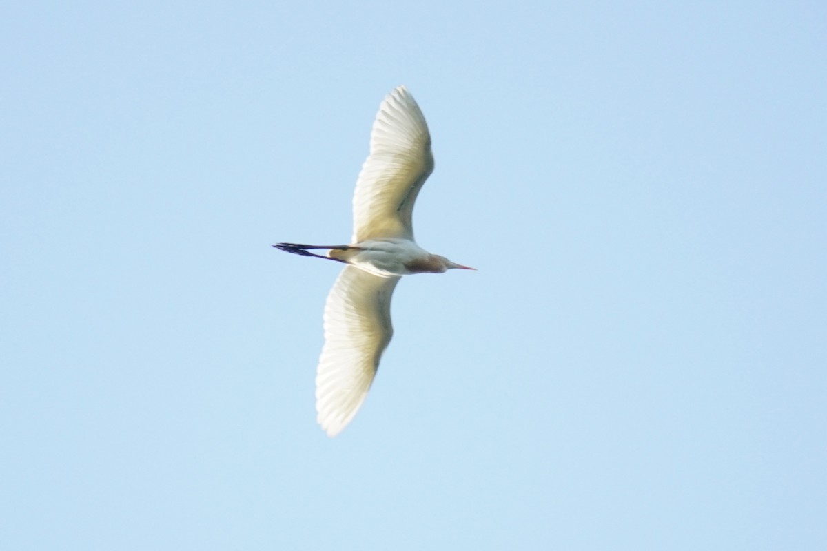 Eastern Cattle-Egret - ML637589774