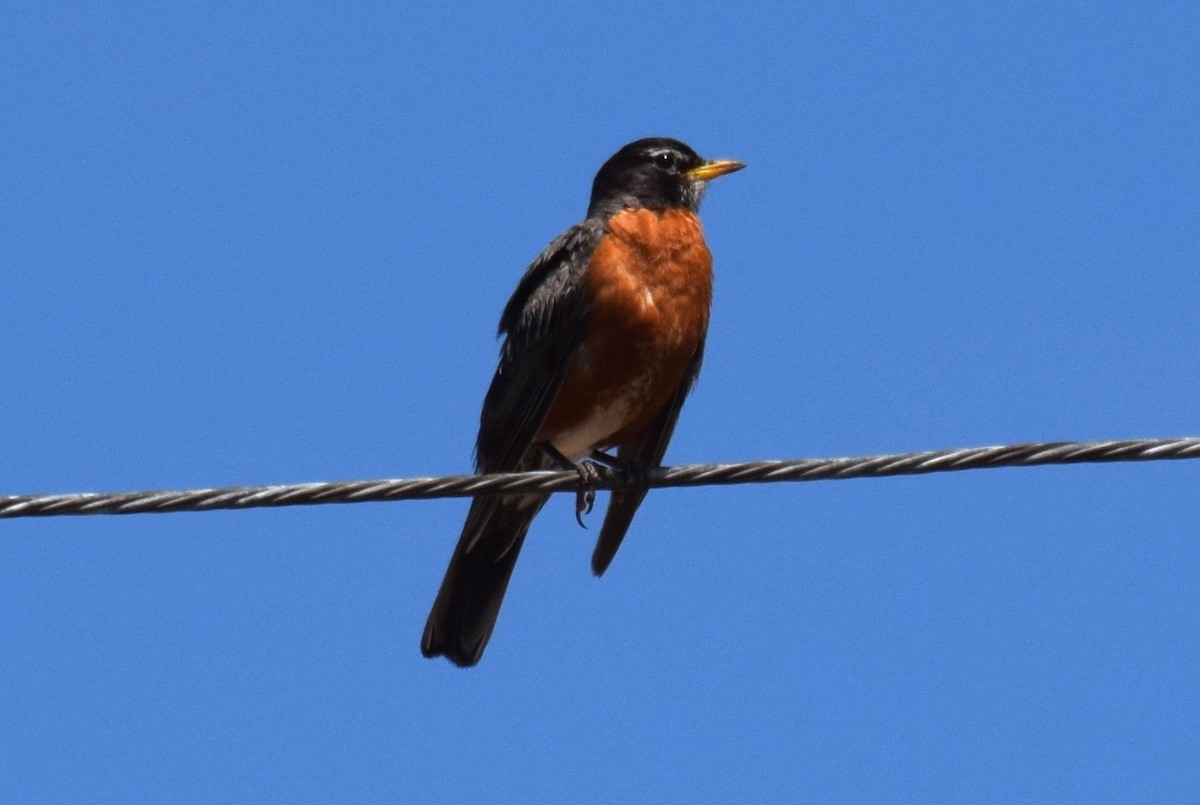 American Robin - ML637589775