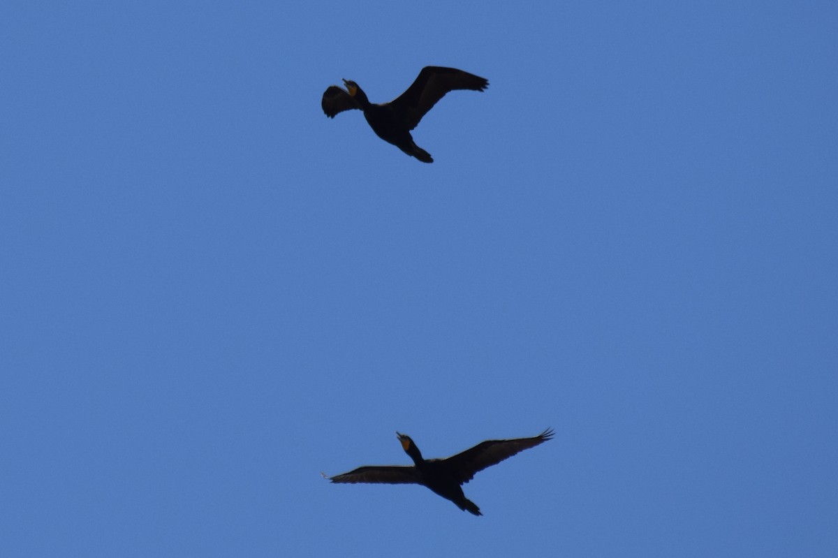 Double-crested Cormorant - ML637589781