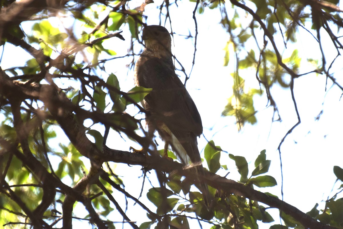 Cooper's Hawk - ML637589786