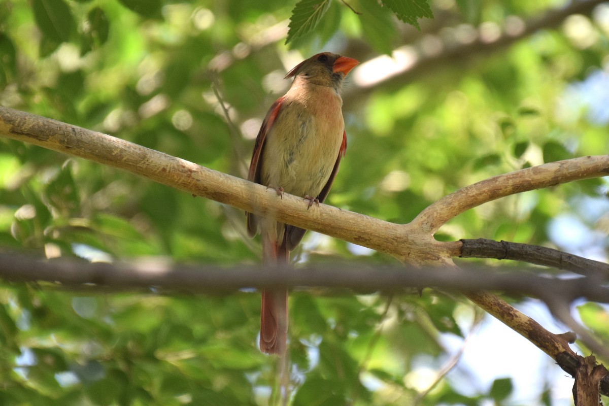 Northern Cardinal - ML637589792