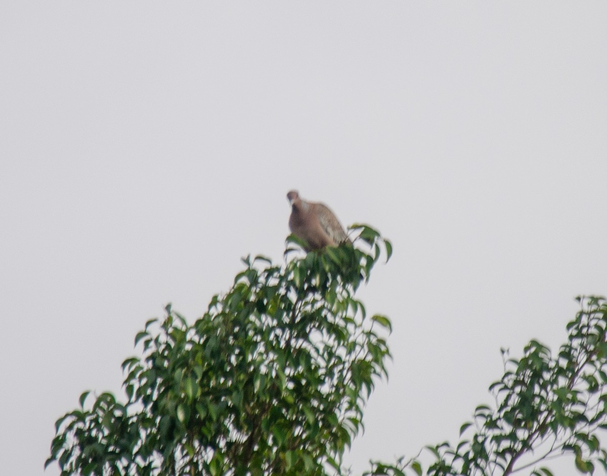 Picazuro Pigeon - ML637589802