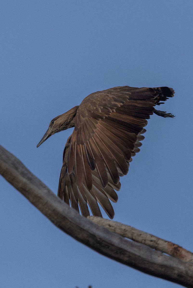 Hamerkop - ML637589803