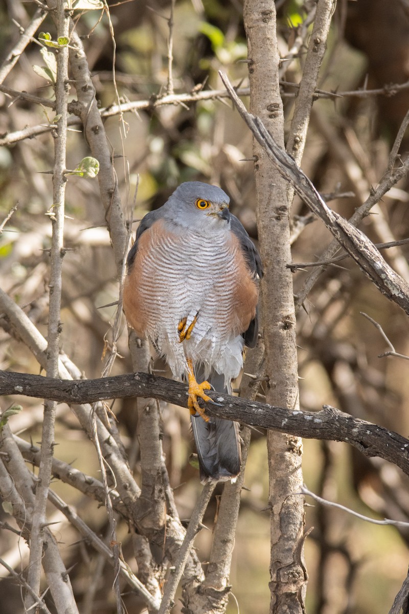 African Goshawk - ML637589806