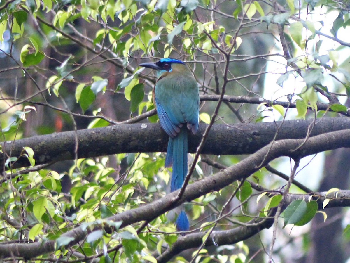 Lesson's Motmot - ML637589808