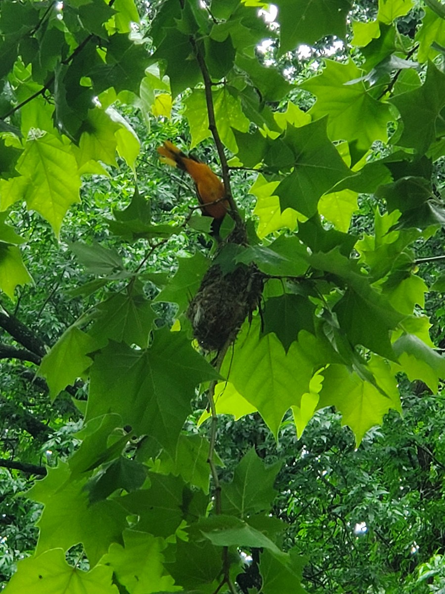 Baltimore Oriole - ML637589809