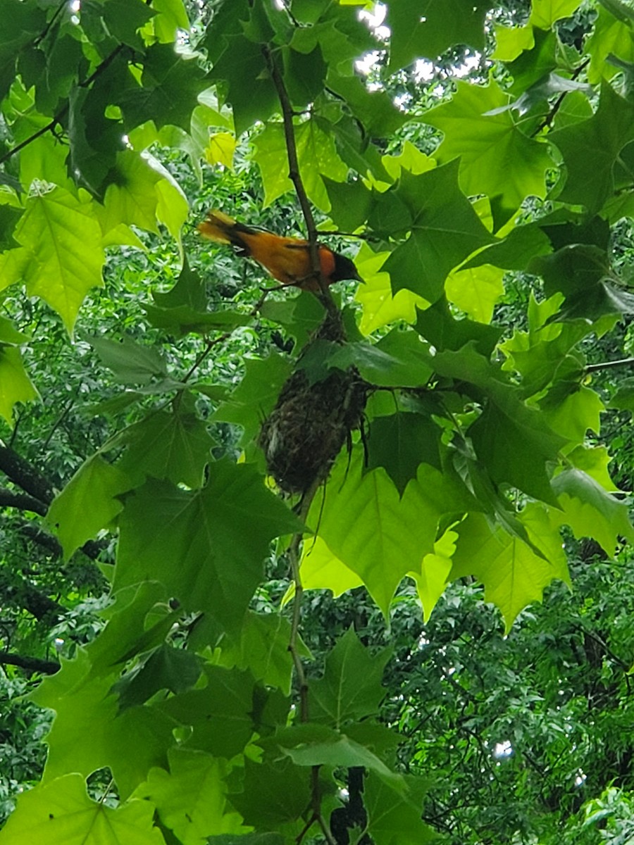 Baltimore Oriole - ML637589810