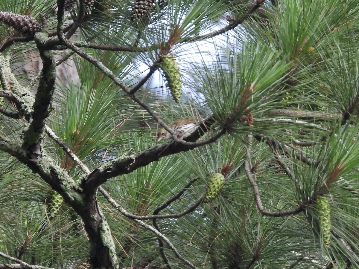 Ovenbird - ML637589811