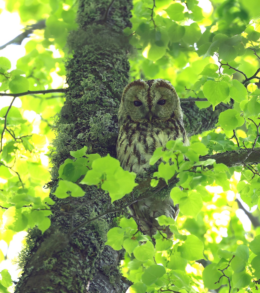 Tawny Owl - ML637589814