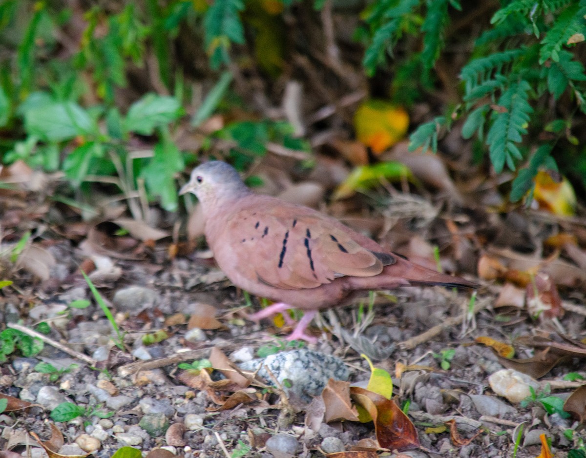 Ruddy Ground Dove - ML637589817