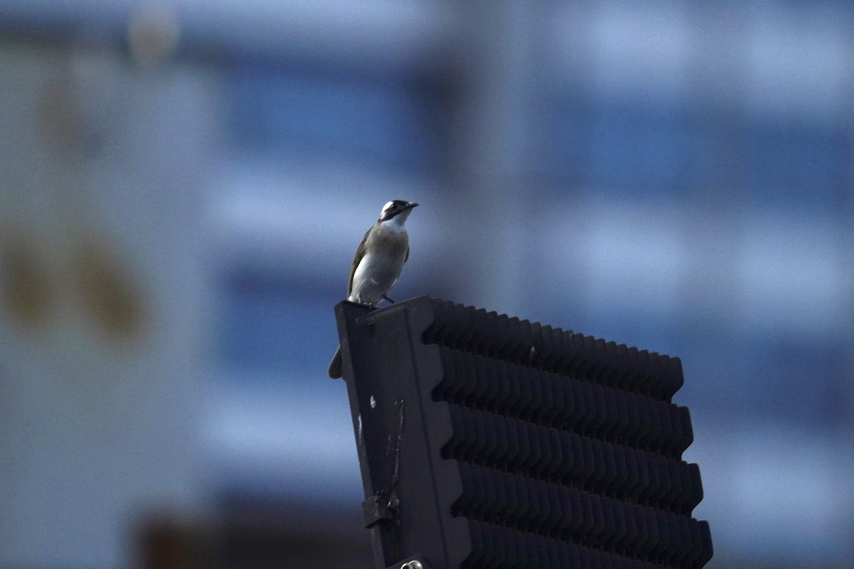 Light-vented Bulbul (formosae/orii) - ML637589818