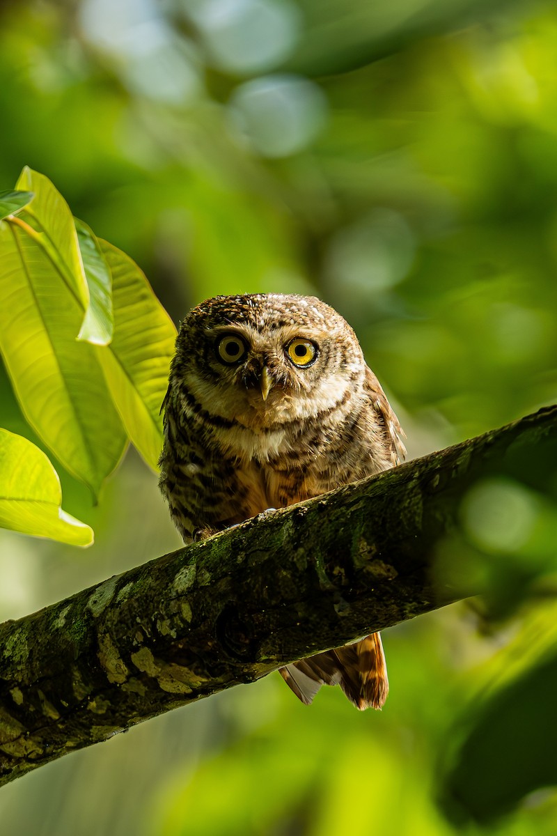 Spotted Owlet - ML637589819