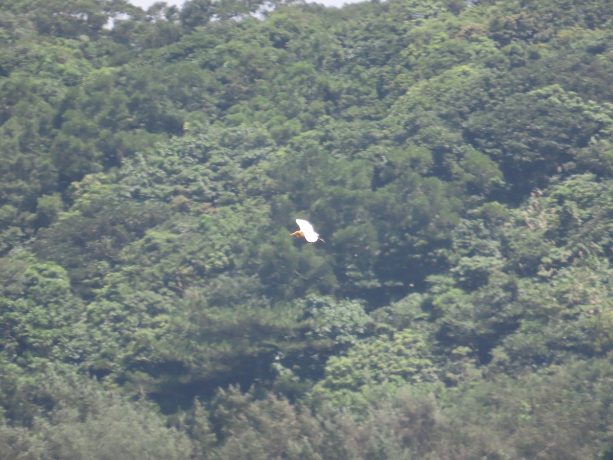 Eastern Cattle-Egret - ML637589820