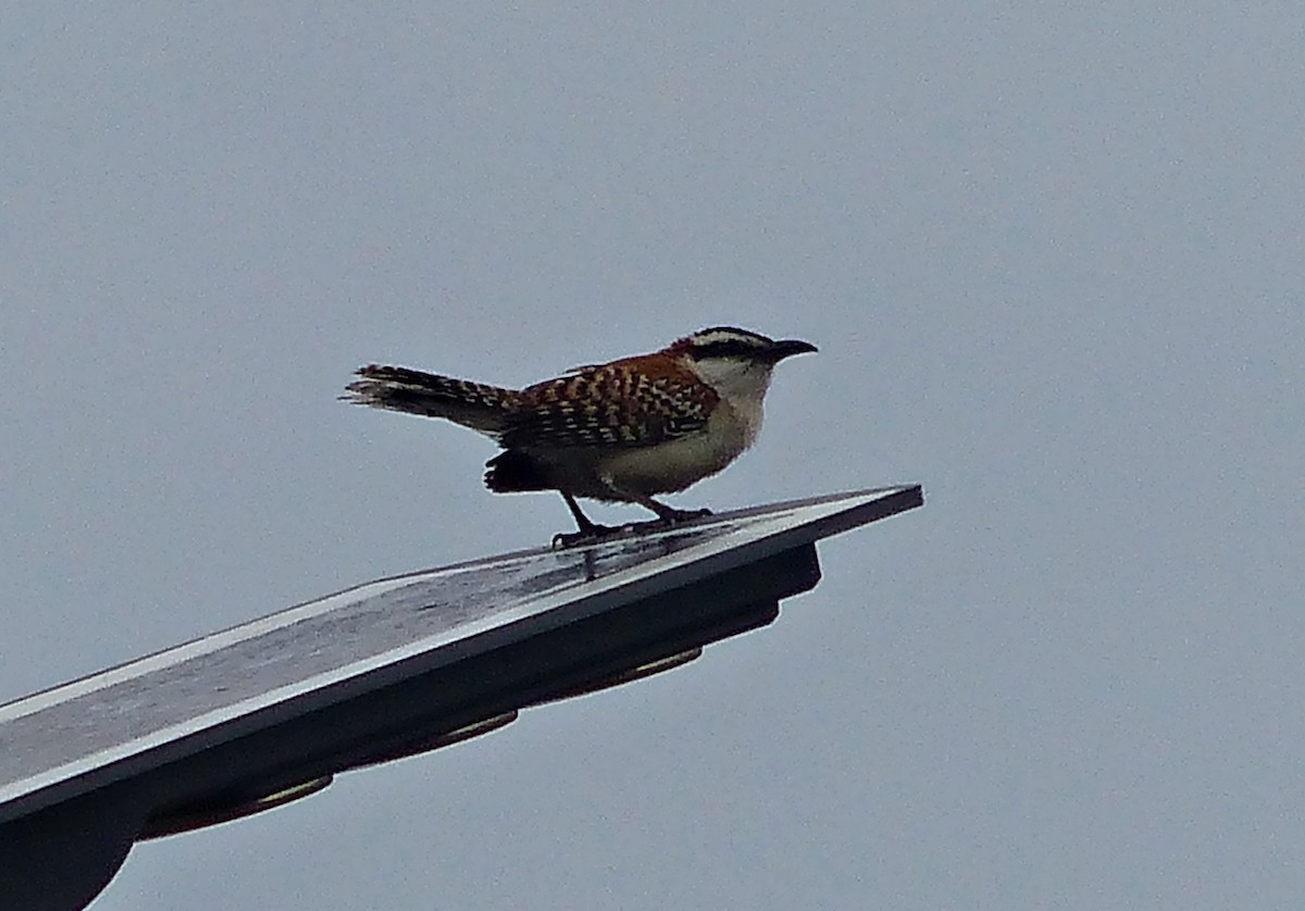 Rufous-backed Wren - ML637589824