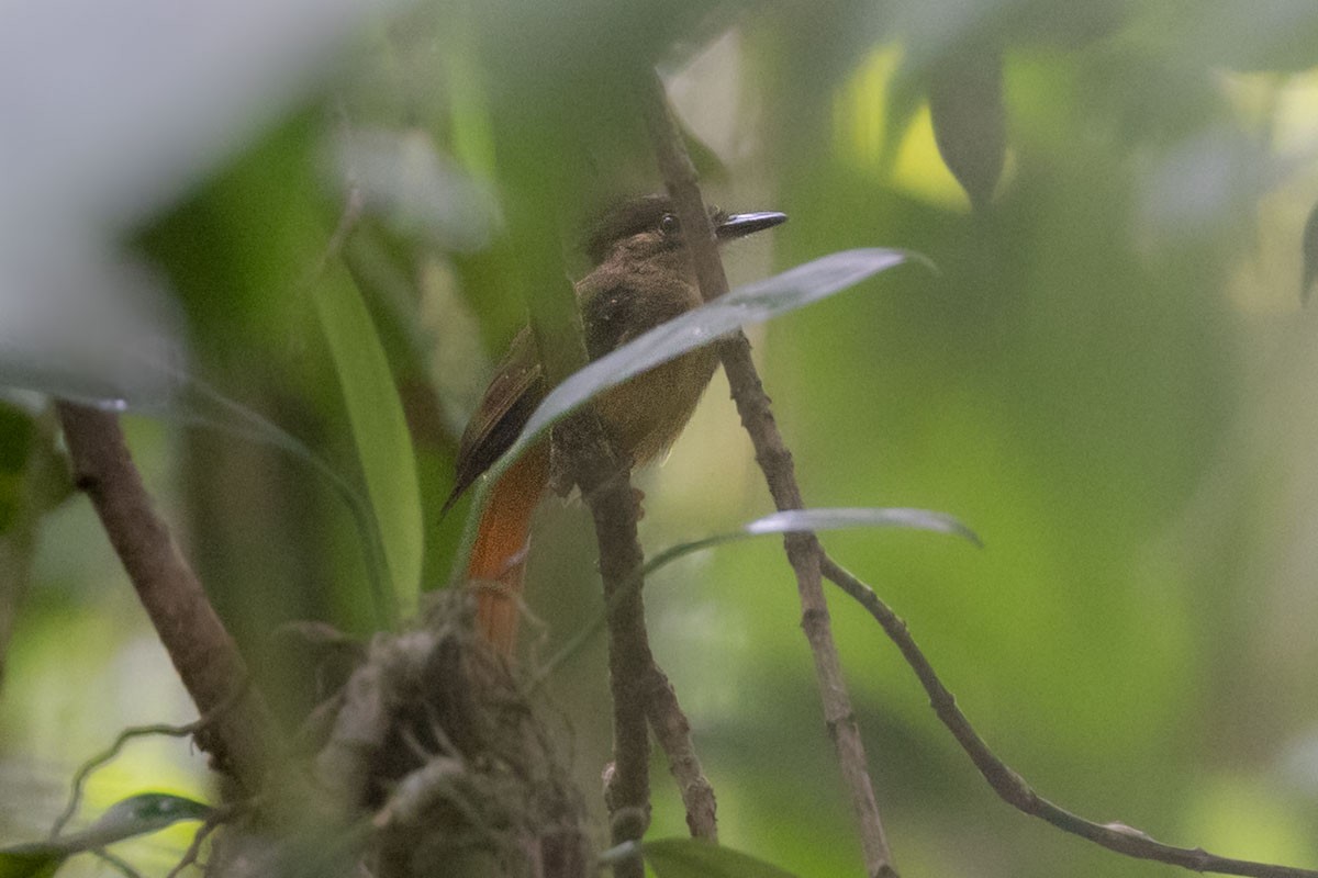 Tropical Royal Flycatcher - ML637589825