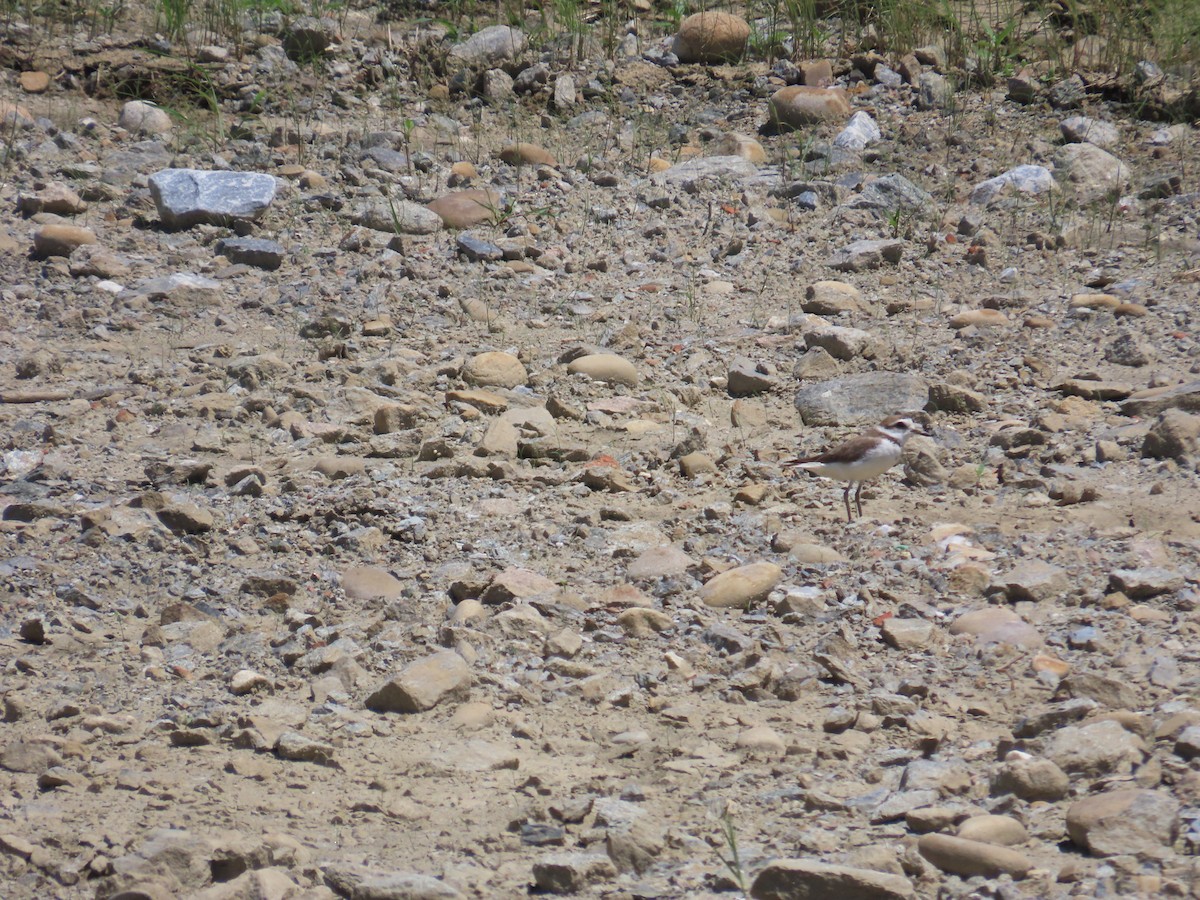 Kentish Plover - ML637589826
