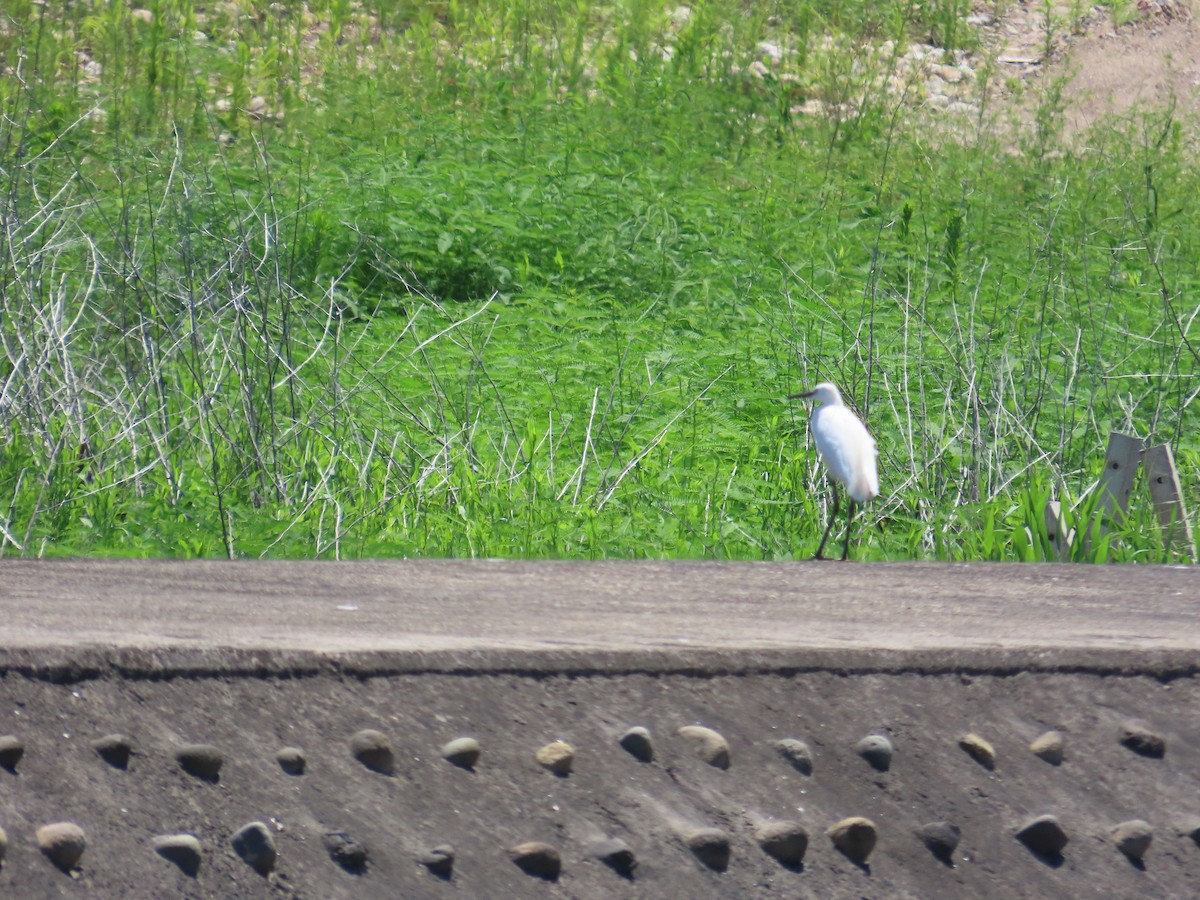 Little Egret - ML637589828