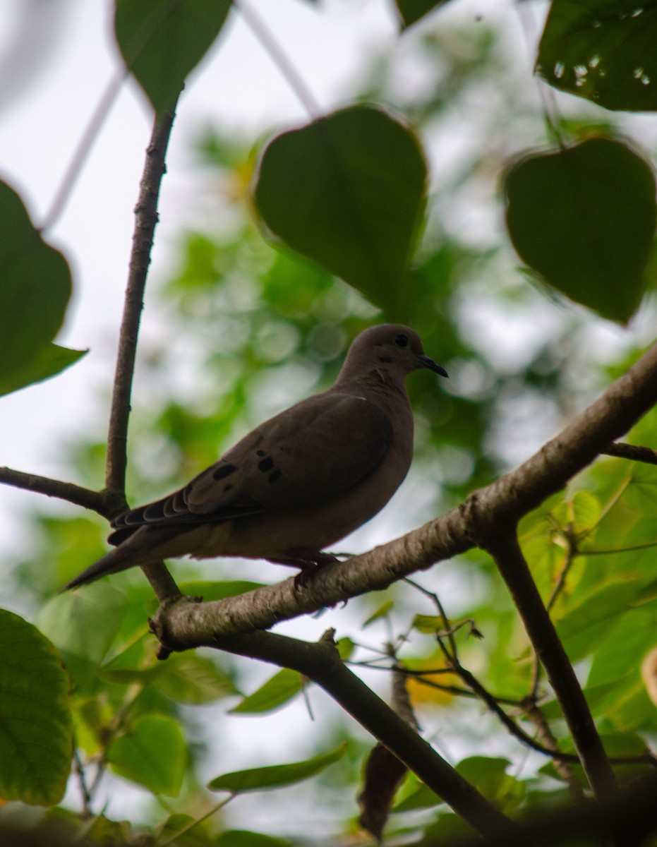 Eared Dove - ML637589829