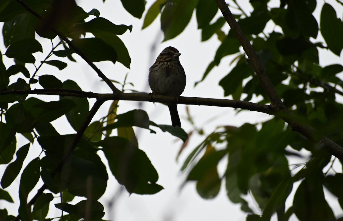 Song Sparrow - ML637589830