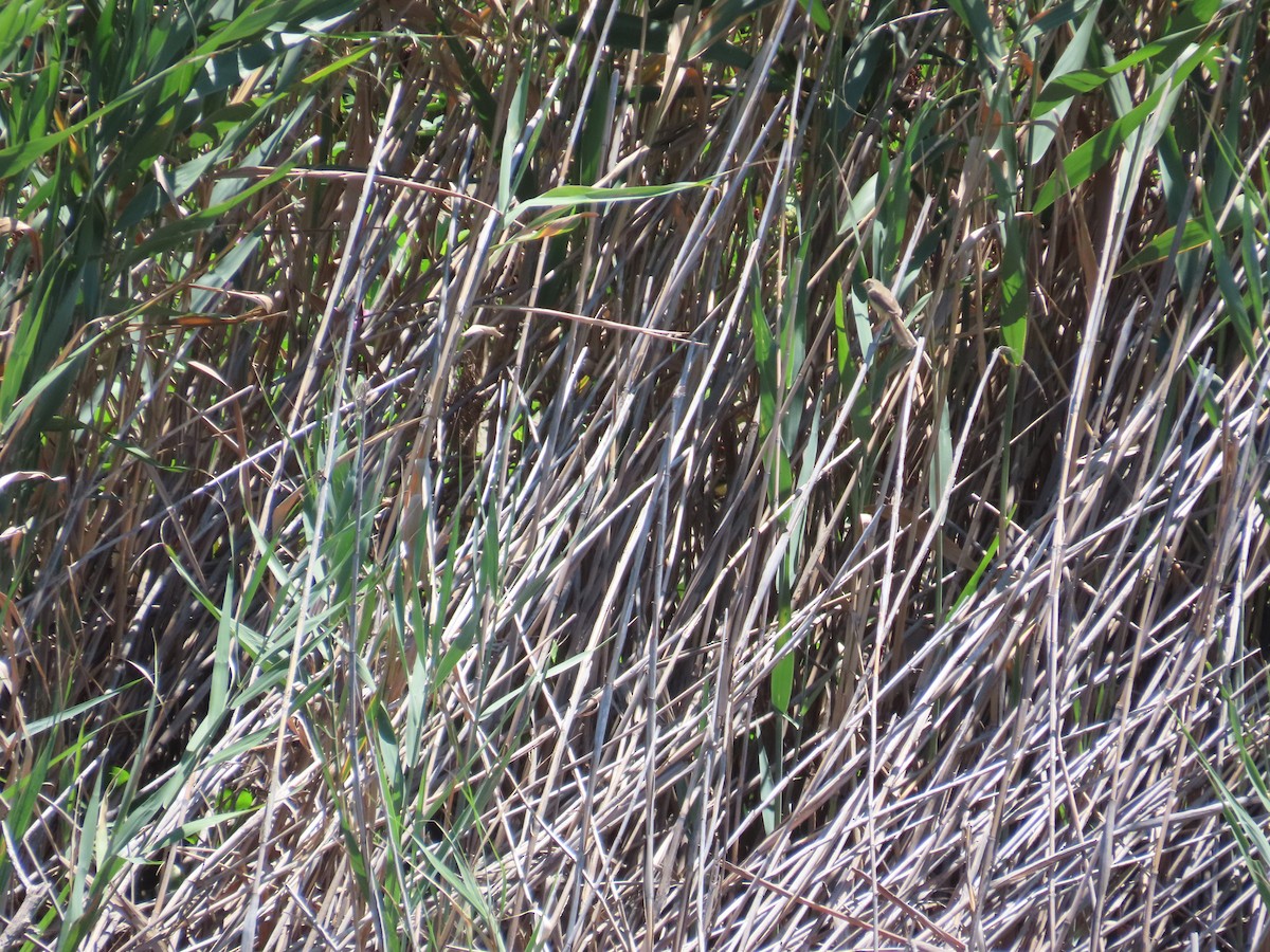 Plain Prinia - ML637589832