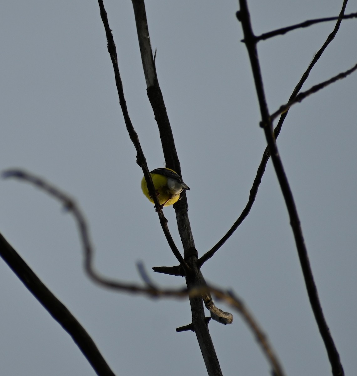 American Goldfinch - ML637589836