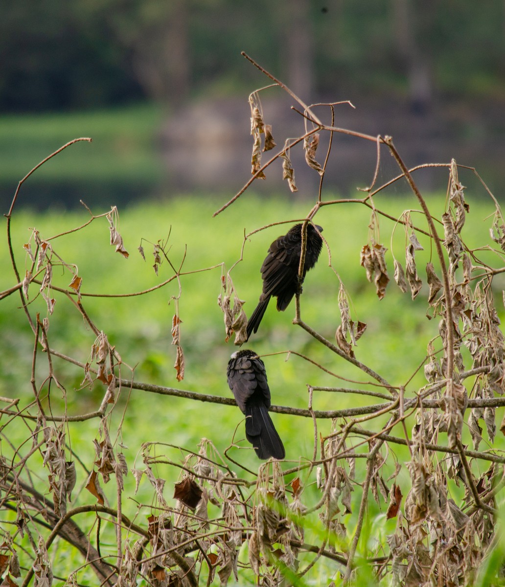 Smooth-billed Ani - ML637589837